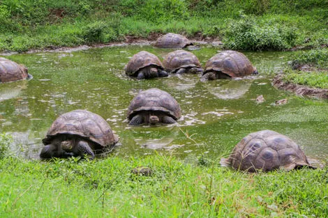 Tortues géantes Galapagos