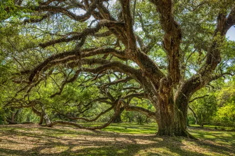 Avery Island