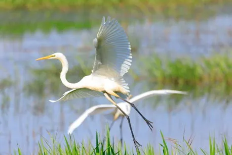 Avery Island