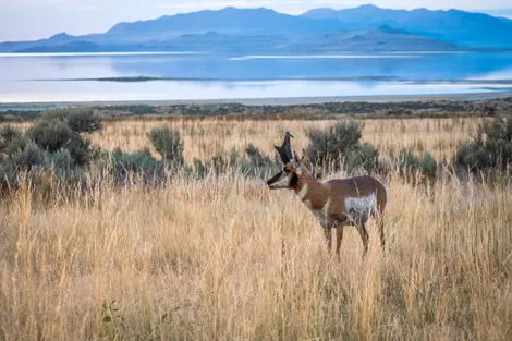 Antelope Island State Park