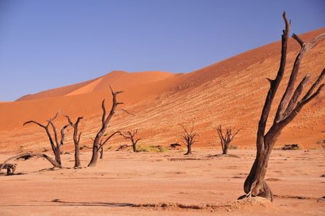 Foret pétrifiée