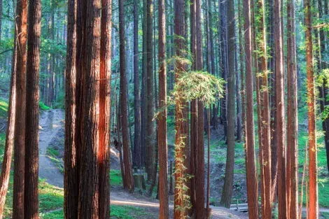 Henry Cowell (sequoias)