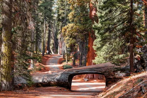 Parc National de Sequoia