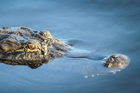 Everglades