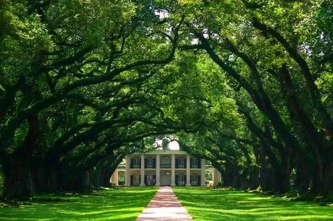 oak alley