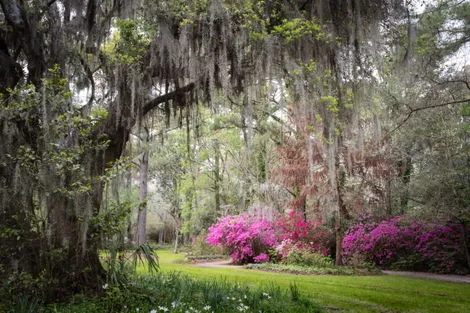 Charleston (Magnolia plantation)