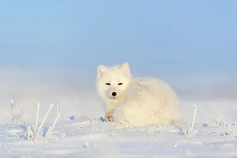 Loup blanc