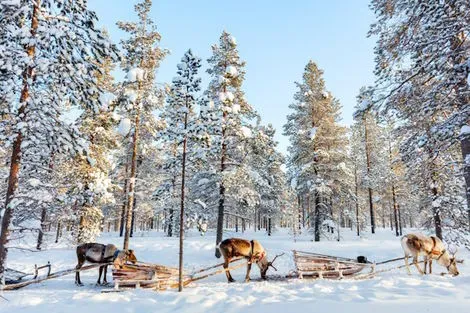 Club Naya Saaga - Séjour Multi-activités Réveillon du Nouvel An yllasjarvi Finlande