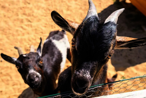 Camping Grand Pré la_tranchesurmer France