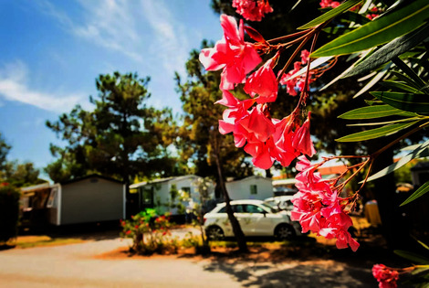 Camping Chadotel Le Trivoly torreilles France