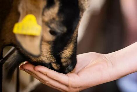 Camping Ferme Pédagogique de Prunay valloire_sur_cisse France