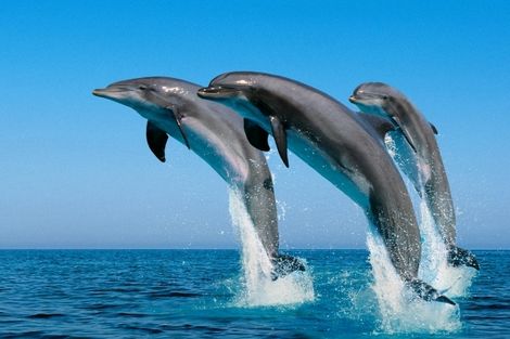 Dauphins