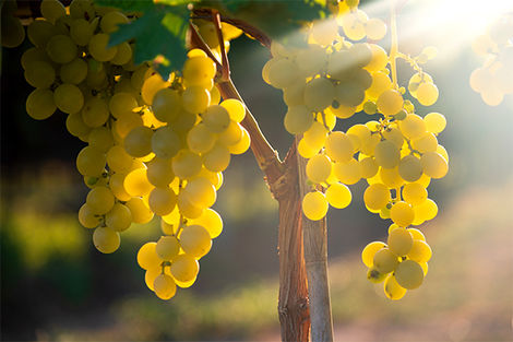 Vignoble