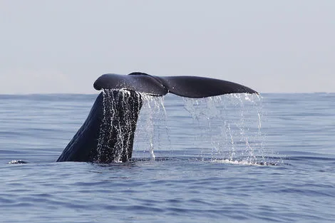 Baleine Ponta Delgada