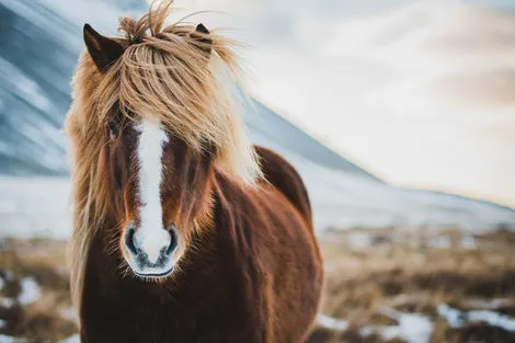 chevaux