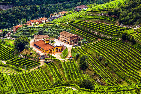 Vignoble Valpolicella