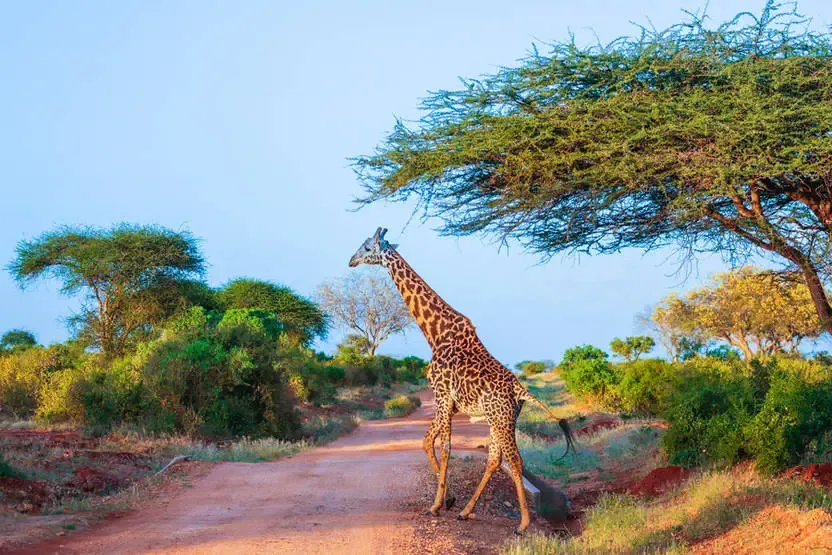 séjour Kenya - Combiné circuit et hôtel Neptune Village 4* avec 2 nuits Tsavo Est / Ouest