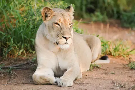 séjour Kenya - Combiné circuit et hôtel Diamonds Malindi 5* avec 3 nuits safari Tsavo Est/Ouest et Amboseli