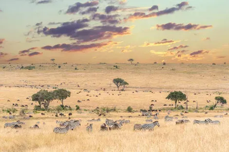 savane et zèbres