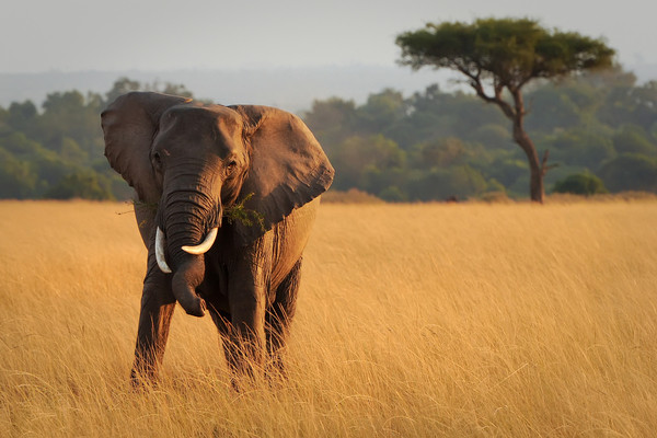 séjour Kenya - Combiné circuit et hôtel Severin Sea Lodge 4* avec 2 nuits safari Tsavo Vente Flash