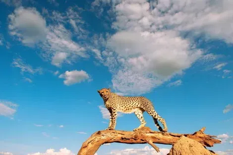 Kenya : Hôtel Neptune Palm Beach Boutique Resort & Spa 4* + Safari 3 Nuits