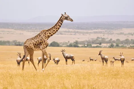 Circuit Safari au coeur de la Nature Sauvage nairobi Kenya