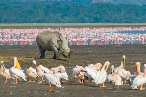 pélicans et rhinocéros