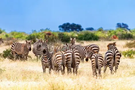 Circuit Trains, Savanes & Plages Kenyanes - En privatif nairobi Kenya