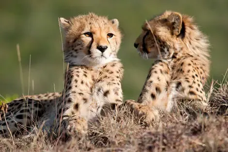 Combiné circuit et hôtel Safari Masai Mara (4 nuits) + extension au Neptune Palm Beach Boutique Resort & Spa ukunda Kenya