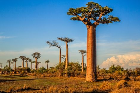 baobab