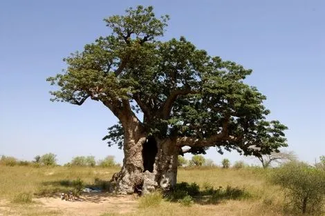 Baobab