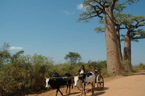 Baobabs