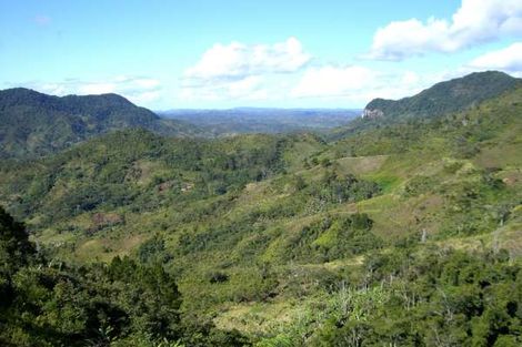 Ranomafana, forêt