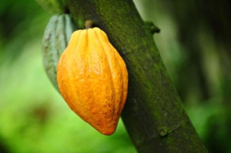 Cacao