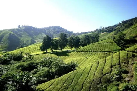 Cameron Highlands