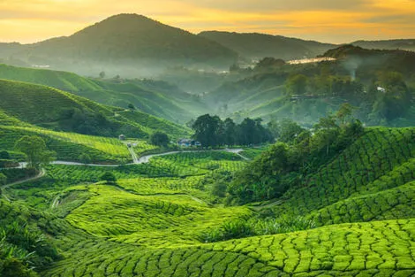 Plantation de thé - Cameron Highlands