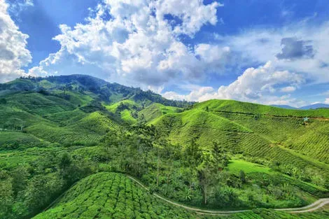 Plantations de thé - Cameron Highlands