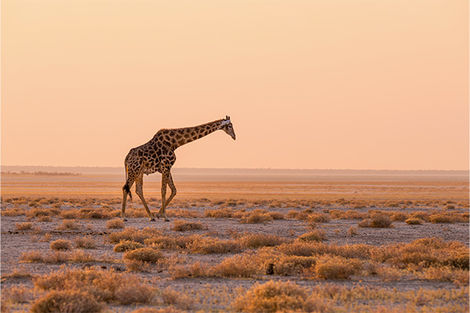 Parc National d'Etosha