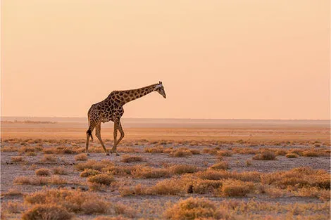 Parc National d'Etosha