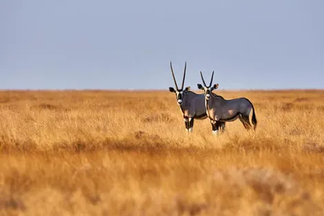 Parc national Etosha