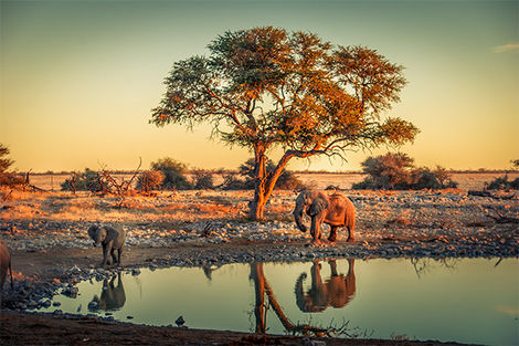 Parc National Etosha