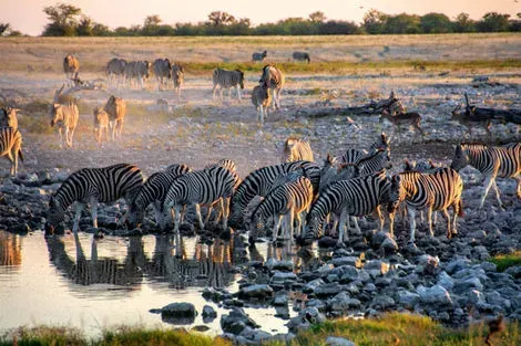 Parc national Etosha