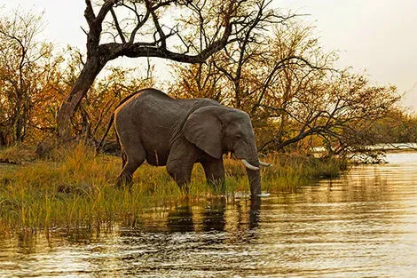 Rivière Kwando - région Caprivi