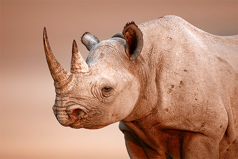 Traque des rhinocéros
