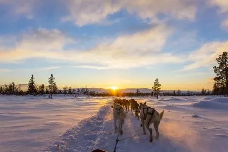 Chiens de traineaux