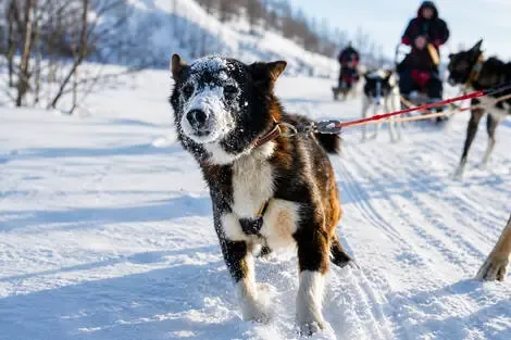 Circuit Aventure arctique en Laponie Norvégienne tromso Norvege
