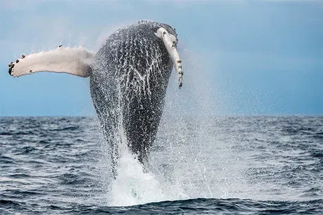Observation des baleines