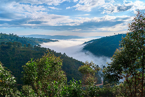Forêt Kibale