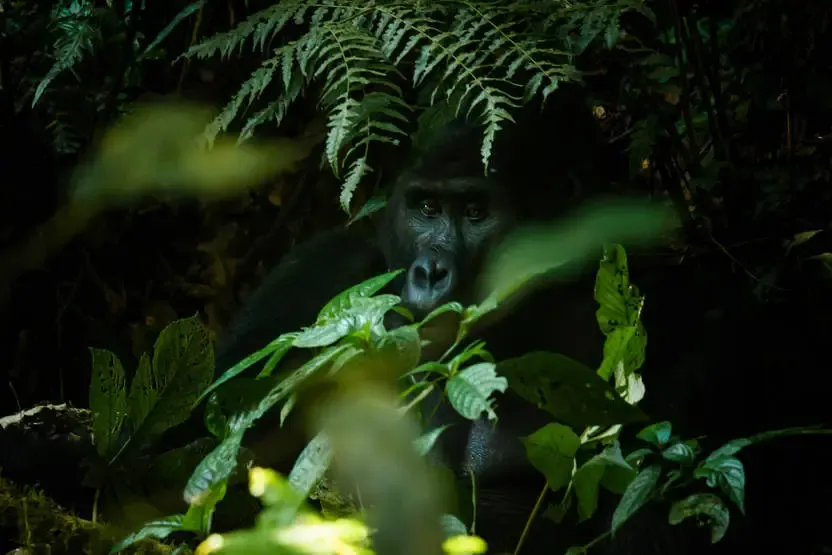 séjour Ouganda - Circuit Au coeur des forêts de brume : l'Ouganda des primates