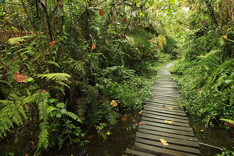 Marais de Bigodi